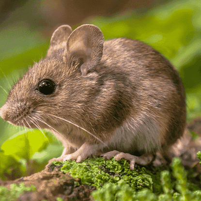 General Pests Photo