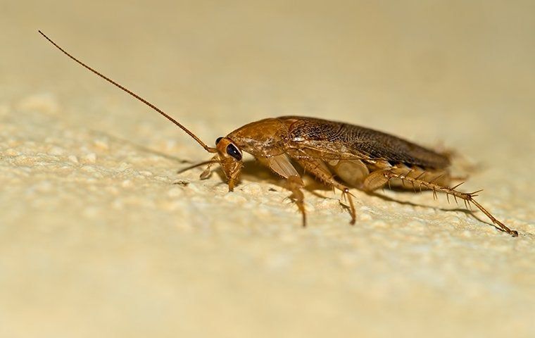 What It Takes To Get Rid Of German Cockroaches In Your Columbia Home ...