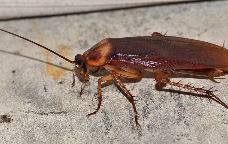How To Get Rid Of Cockroaches: A Comprehensive Guide For Columbia ...